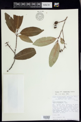 Prunus brachybotrya image
