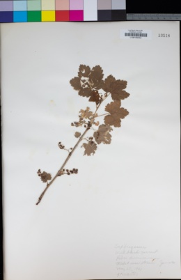 Image of Ribes americanum