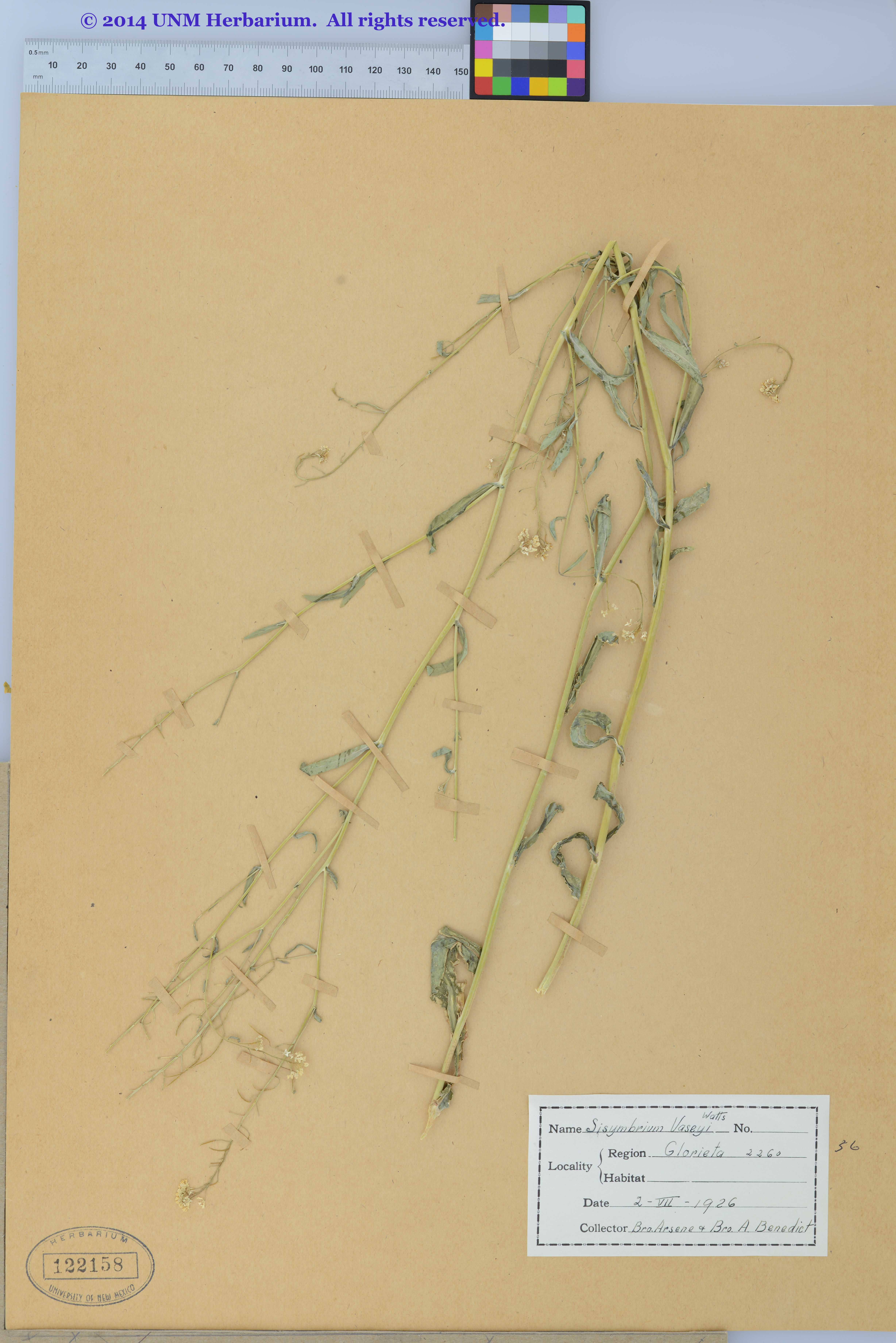Thelypodiopsis vaseyi image