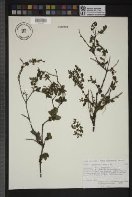 Salvia oblongifolia image
