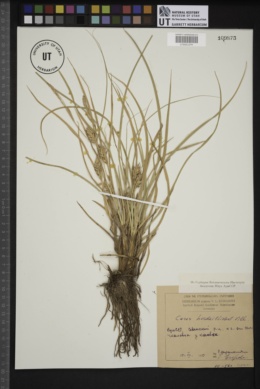 Carex hordeistichos image