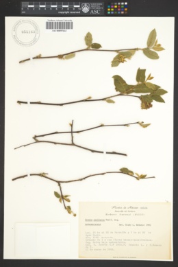 Image of Croton axillaris