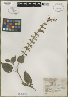 Salvia palealis image