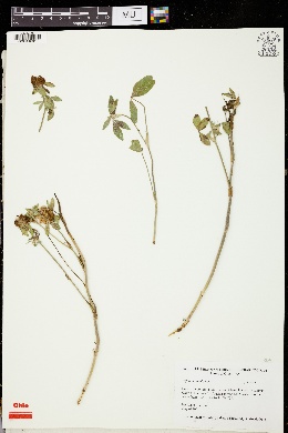 Image of Trifolium ambiguum