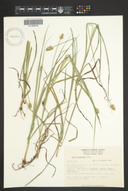 Image of Carex xalapensis
