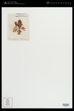 Rhodophyllis reptans image