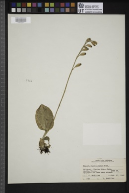 Liparis hawaiensis image