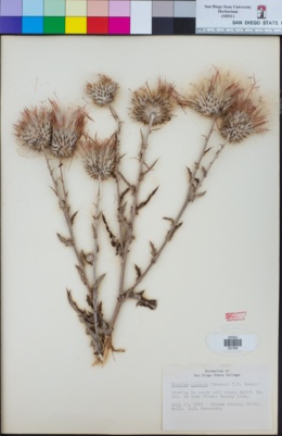 Image of Cirsium cymosum