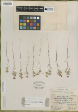 Eriastrum pluriflorum subsp. sherman-hoytiae image