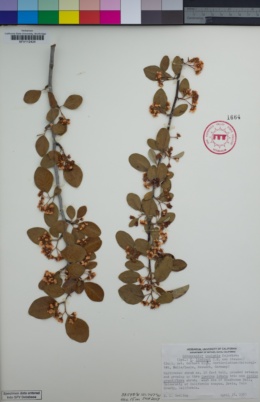 Image of Cotoneaster insignis