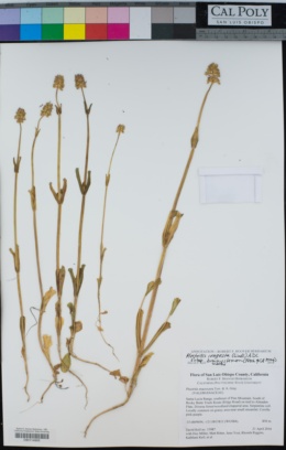 Plectritis congesta subsp. brachystemon image