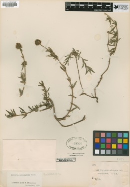 Image of Spermacoce verticillata