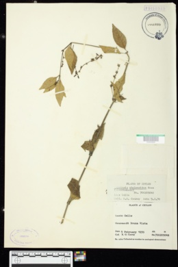 Asystasia chelonoides image