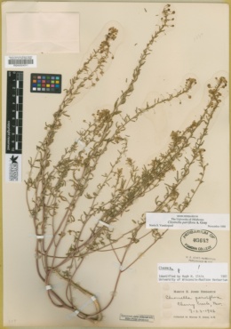 Cleomella parviflora image