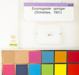 Image of Eurynogaster spiniger
