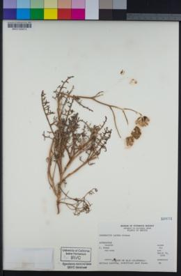 Chaenactis lacera image