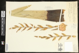 Image of Vriesea altodaserrae