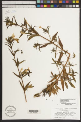Diplacus aurantiacus subsp. aurantiacus image