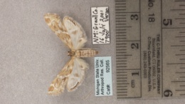 Petrophila avernalis image
