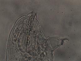 Dactylobiotus ambiguus image