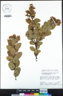 Arctostaphylos tomentosa subsp. subcordata image