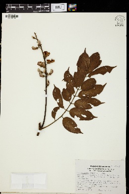 Image of Lonchocarpus cruentus