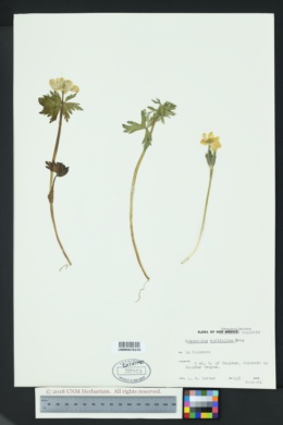 Image of Ranunculus acrifolius