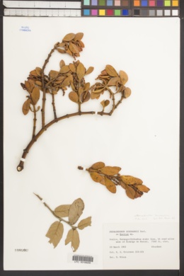 Image of Phoradendron lanceolatum