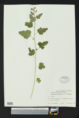 Sphaeralcea fendleri subsp. fendleri image