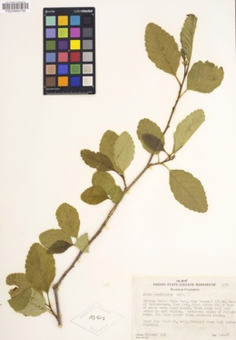Alnus rhombifolia image