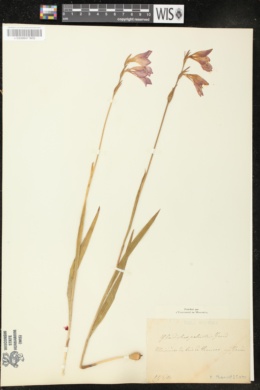 Gladiolus palustris image