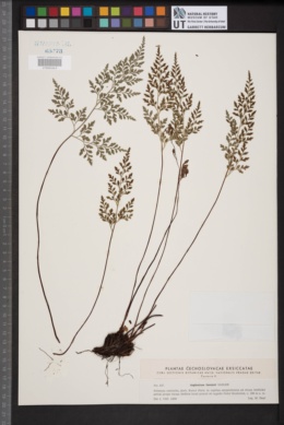 Asplenium cuneifolium subsp. cuneifolium image