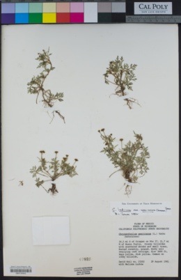 Chrysanthellum indicum var. mexicanum image