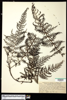Image of Vandenboschia tubiflora