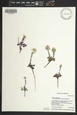 Noccaea fendleri subsp. fendleri image