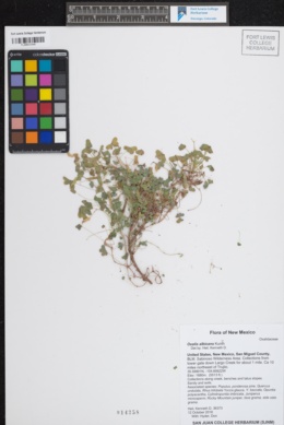 Image of Oxalis albicans