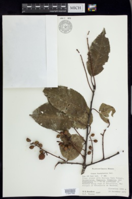 Image of Prunus salasii