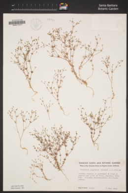 Linanthus pygmaeus image