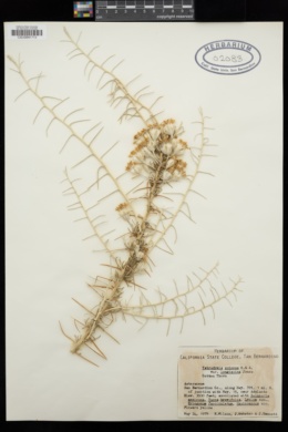 Tetradymia axillaris var. longispina image