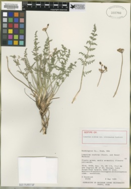 Image of Lomatium scabrum