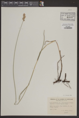 Carex sartwellii var. stenorrhyncha image