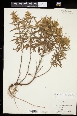 Monarda punctata subsp. villicaulis image