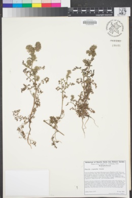 Image of Phacelia cryptantha