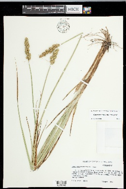 Carex fissa var. fissa image