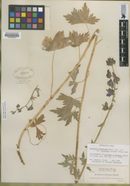 Aconitum viviparum image