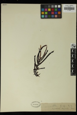 Scytothalia dorycarpa image
