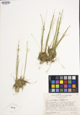 Eleocharis quinqueflora image