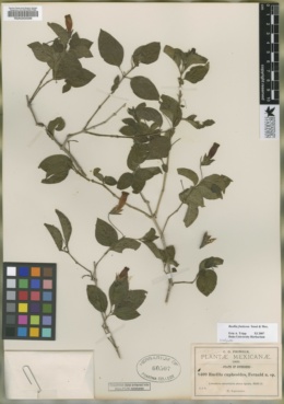 Ruellia fruticosa image