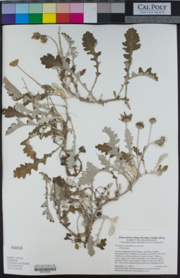 Image of Arctotheca calendula