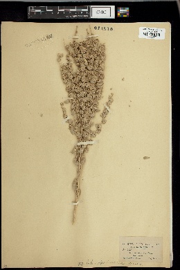Atriplex argentea subsp. expansa image